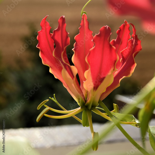 Gloriosa photo