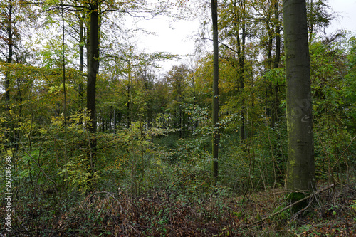 Der Wald im Selter im Herbst - The forest in the selter in autumn