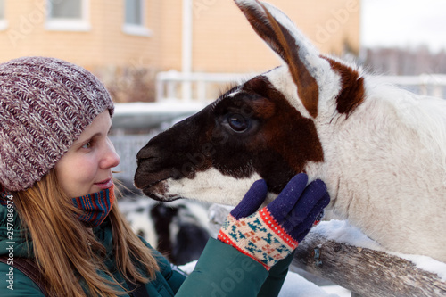 Portrait of beautiful s woman with friendly guanaco on a farm at wintertime. photo