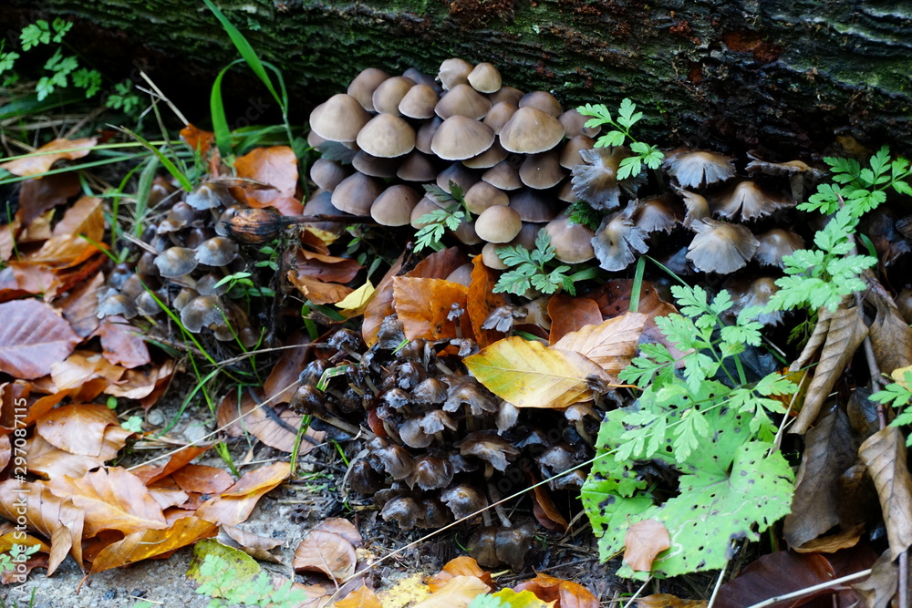 Eine Ansammlung von kleine Pilzen an einem Baumstamm -  A collection of small mushrooms on a tree trunk
