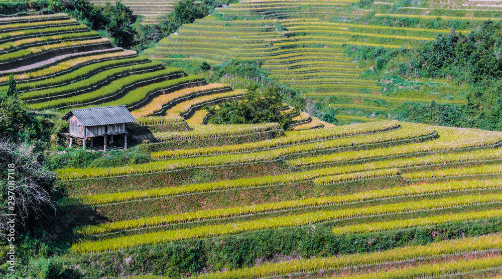 Landscape view of rice fields in Mu Cang Chai District, VIetnam