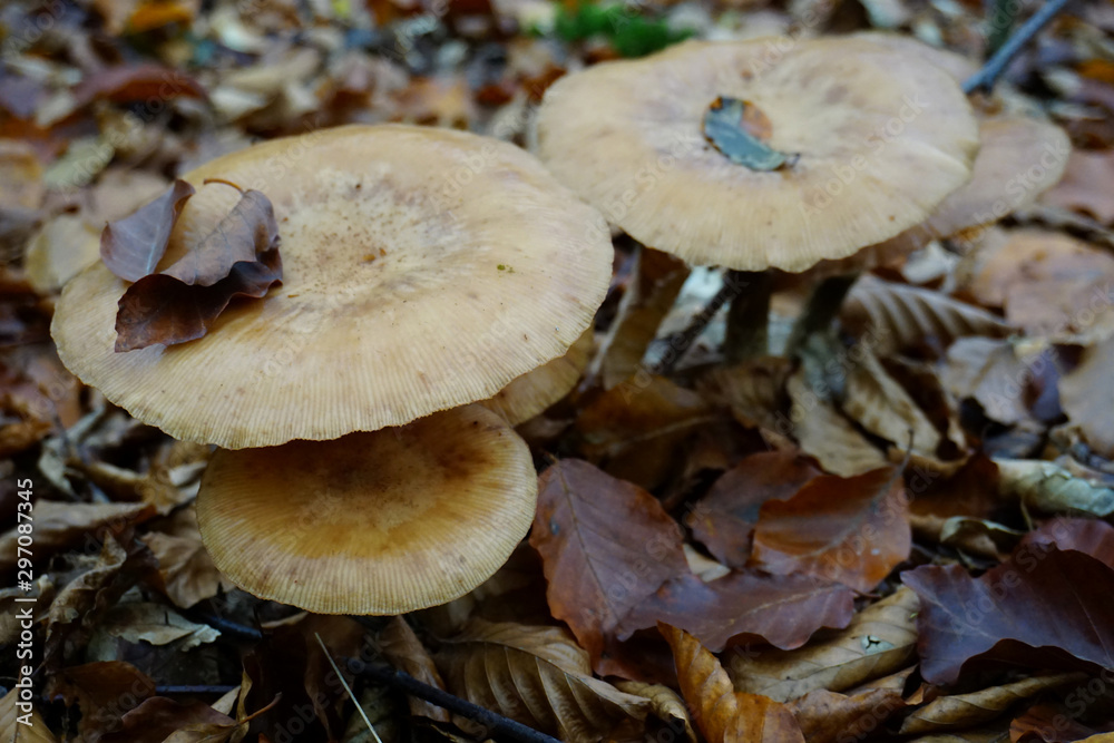 große hellbraune Pilze im herbstlichen Wald große hellbraune Pilze im herbstlichen Wald