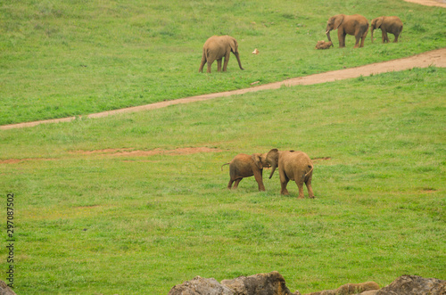 Elefantes africanos el el parque de Cabarceno, en Cantabria (España)