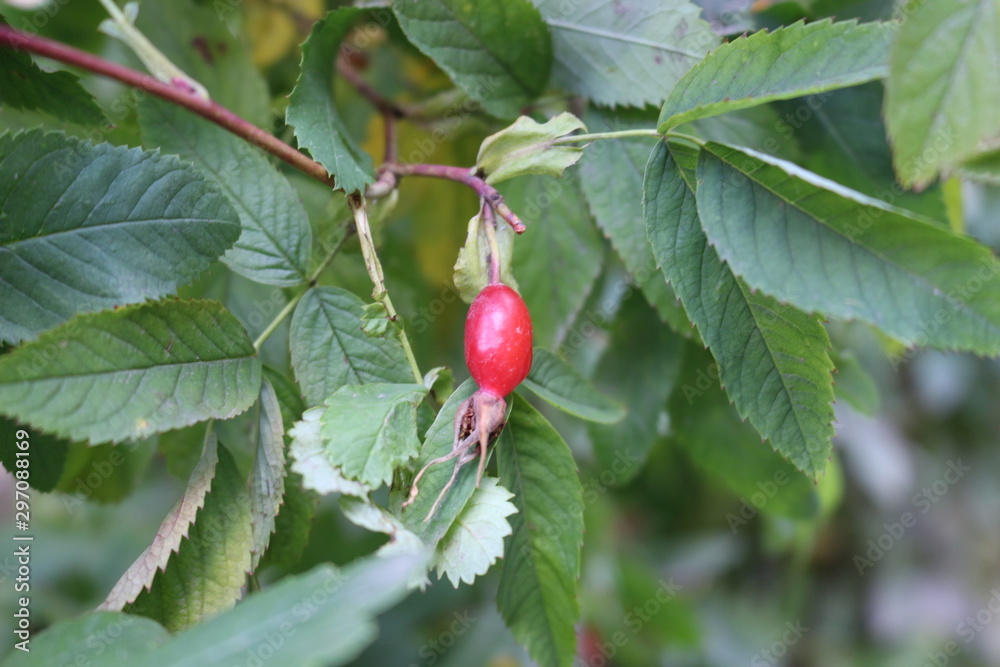 Fototapeta premium Rosehip ripened on a prickly bush