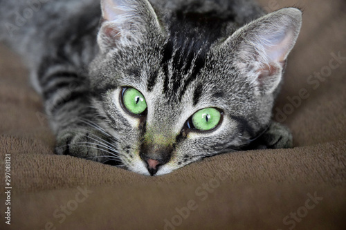 European Shorthair cat relaxing time