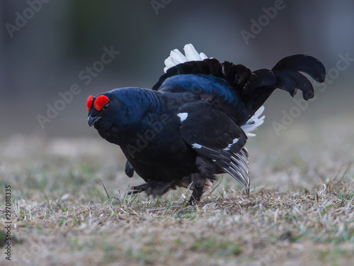 A bold male Black Grouse on his springly display field, Vuotunki, Kuusamo, Finland photo