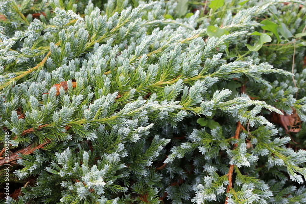 Evergreen juniper is perfect at any time of the year