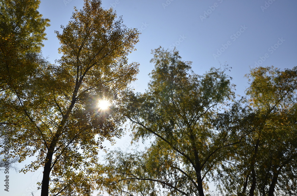 Autumn, blue sky. The sun breaks through the yellow leaves of the trees. Autumn, blue sky. The sun breaks through the yellow leaves of the trees.