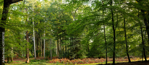 Fototapeta Naklejka Na Ścianę i Meble -  Panoramic photography of trees in new forest national park during early autumn season