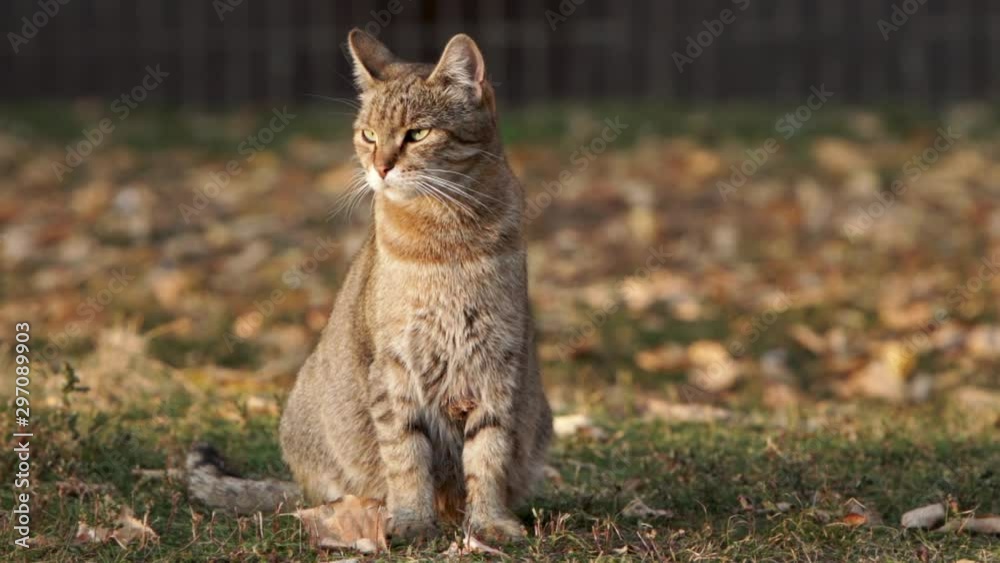 a very beautiful green-eyed cat sits on the grass against a background of yellow leaves in the sun, looks with a serious look at the camera, screws up her eyes, turns in profile. slow motion, 120 fps a very beautiful green-eyed cat sits on the grass against a background of yellow leaves in the sun, looks with a serious look at the camera, screws up her eyes, turns in profile. slow motion, 120 fps