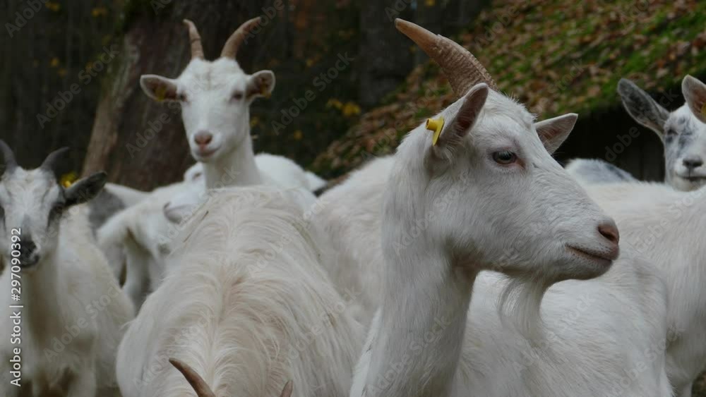 Herd of CuriousGoats Next to old rustic barn Herd of CuriousGoats Next to old rustic barn