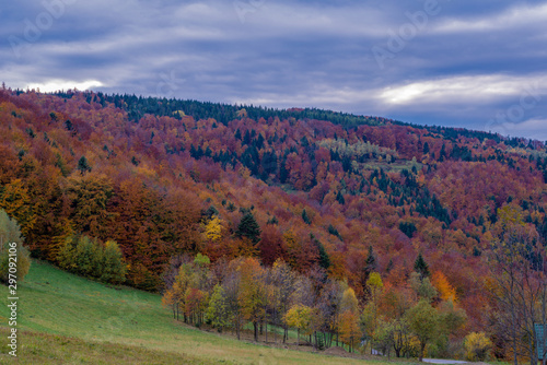 landscape in autumn