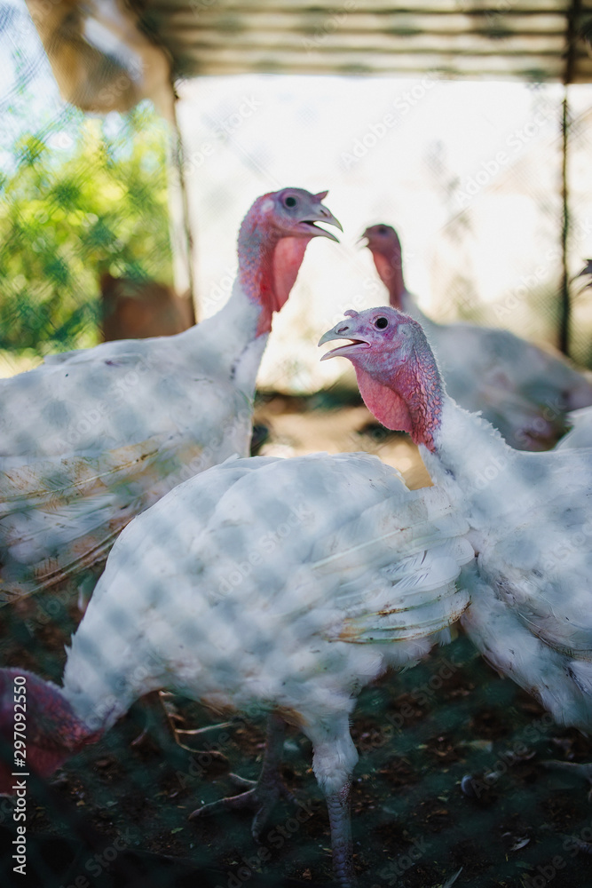 Obraz premium turkey in farm