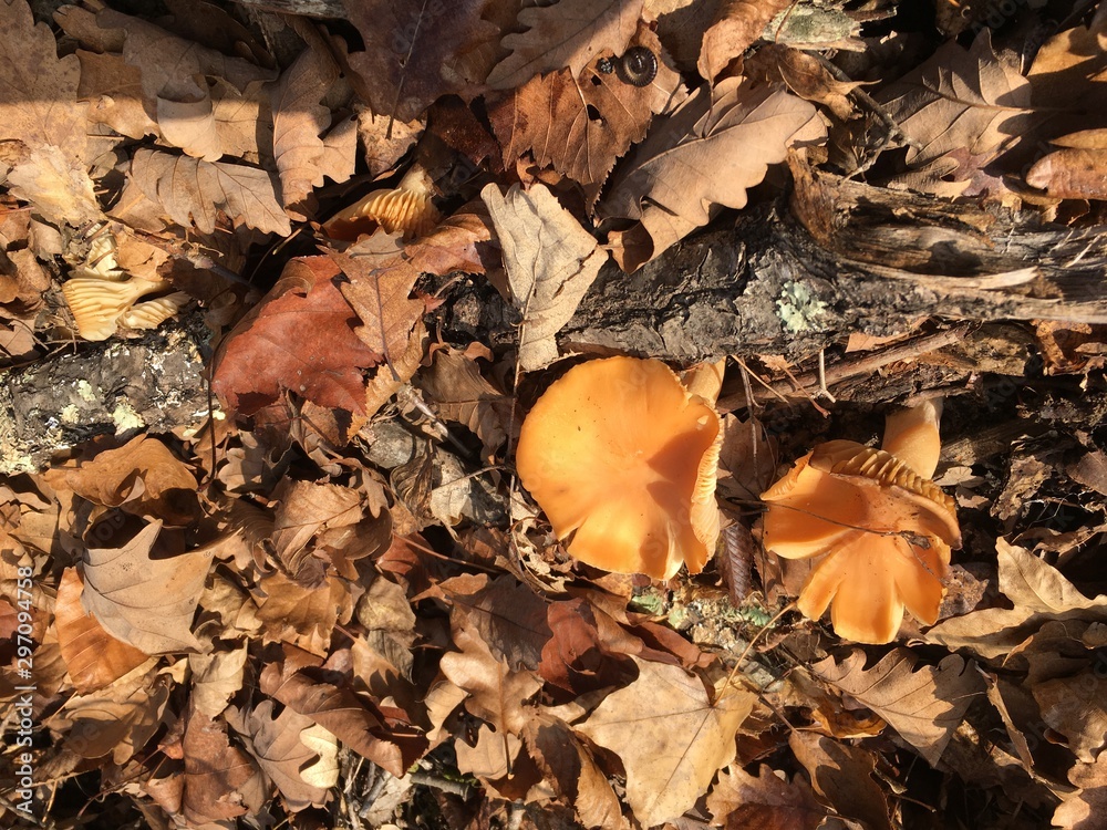 Fototapeta premium autumn leaves on the grass