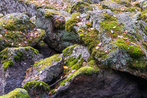 Moss and fallen leaves on boulders