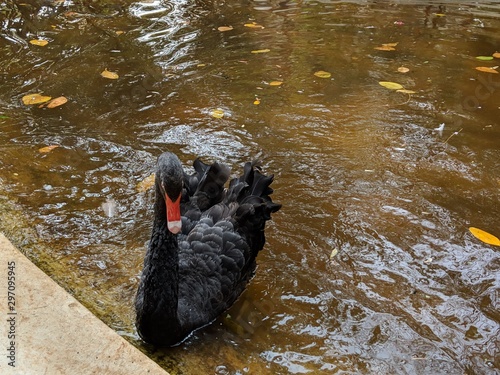 Black swan swimming in pond