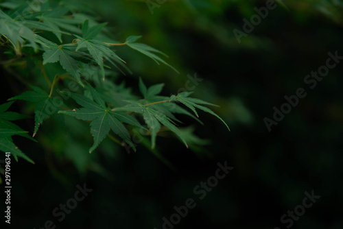 Maple leaf green black background. 