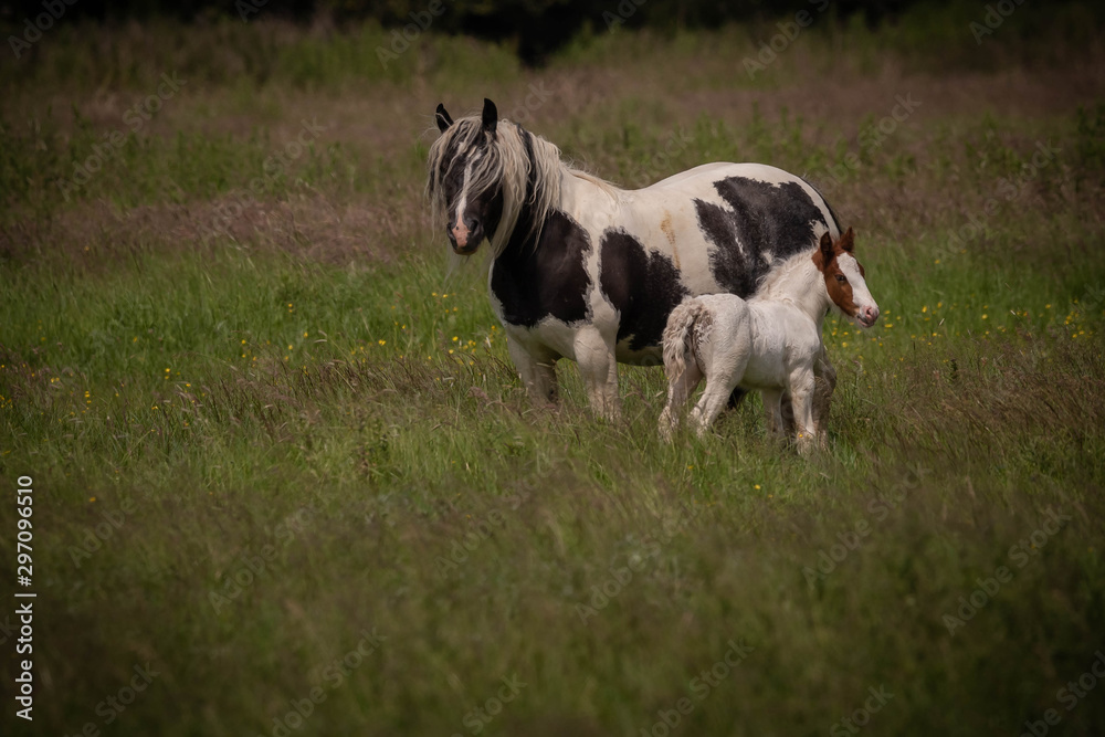 Obraz premium Horses in a meadow