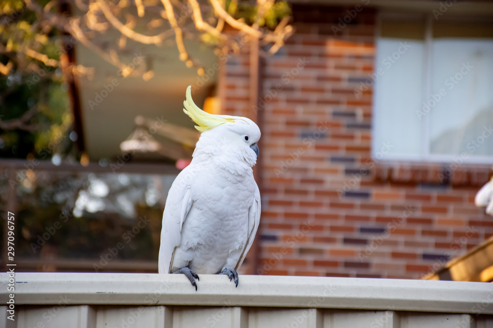 Sulphur-crested cockatoo seating on a fence. Urban wildlife. Australian backyard visitors Sulphur-crested cockatoo seating on a fence. Urban wildlife. Australian backyard visitors