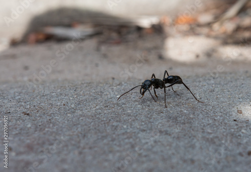 ant on a stone background