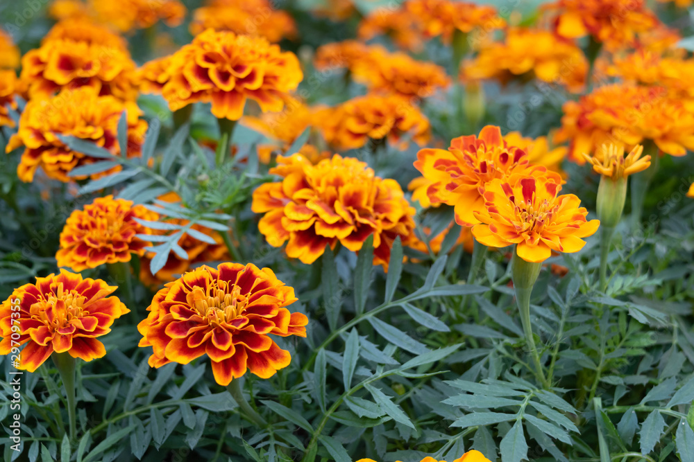 Marigold garden in Chiang Mai, Thailand