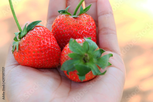 Close-up a fresh strawberry in my hand.