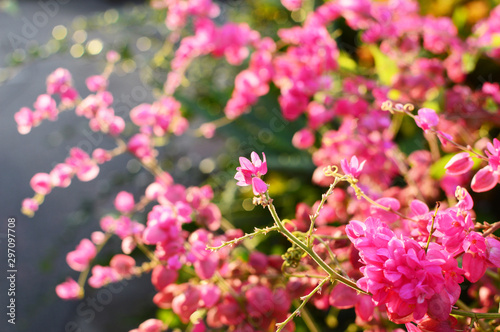 ピンク色のアサヒカズラの花