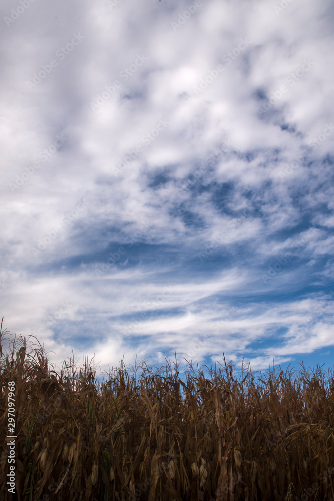 cloudy  landscape in autumn