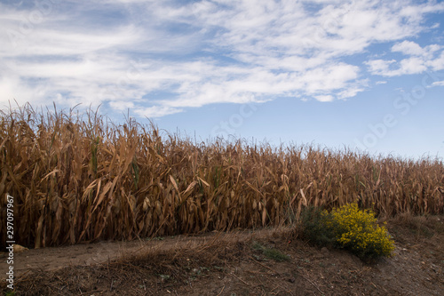 ripe corn field with sky background