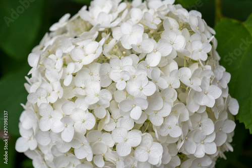 Annabelle Hydrangea photo