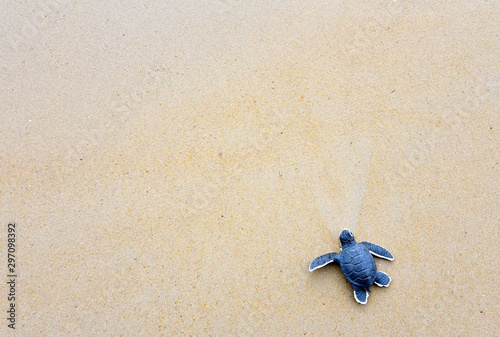 Little turtle on a white beach