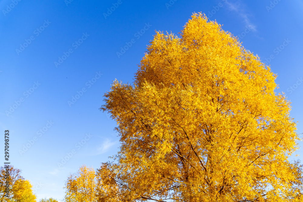 autumn landscape in the park in sunny weather autumn landscape in the park in sunny weather