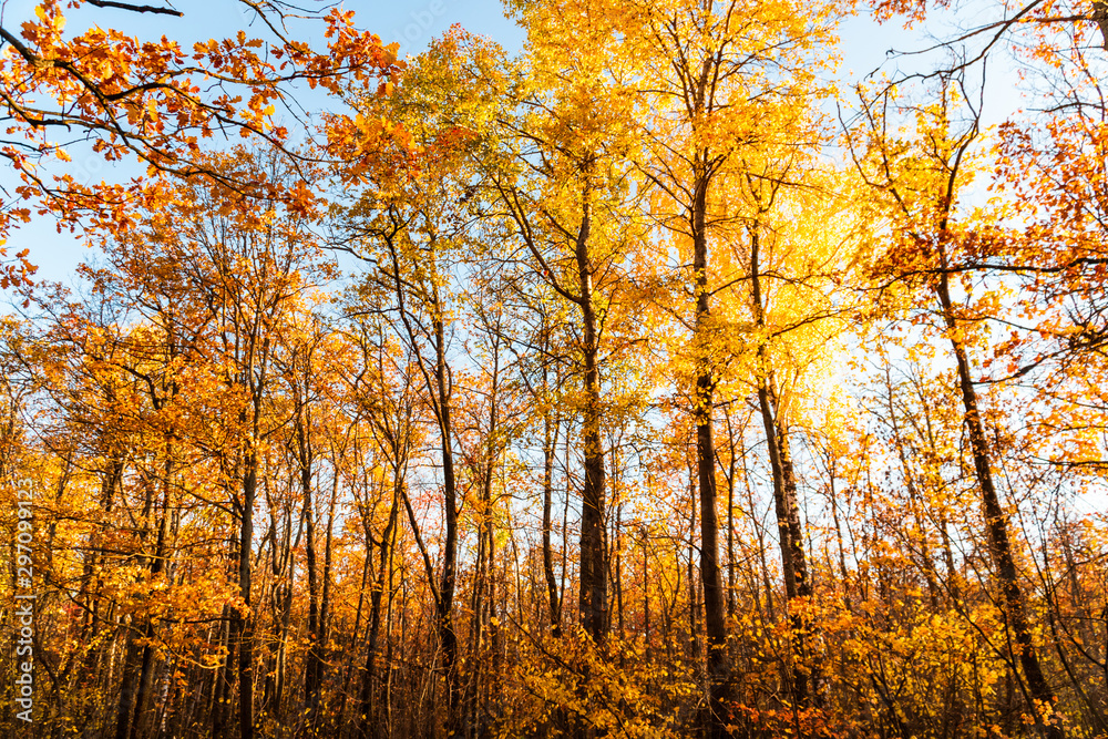 autumn landscape in the park in sunny weather autumn landscape in the park in sunny weather