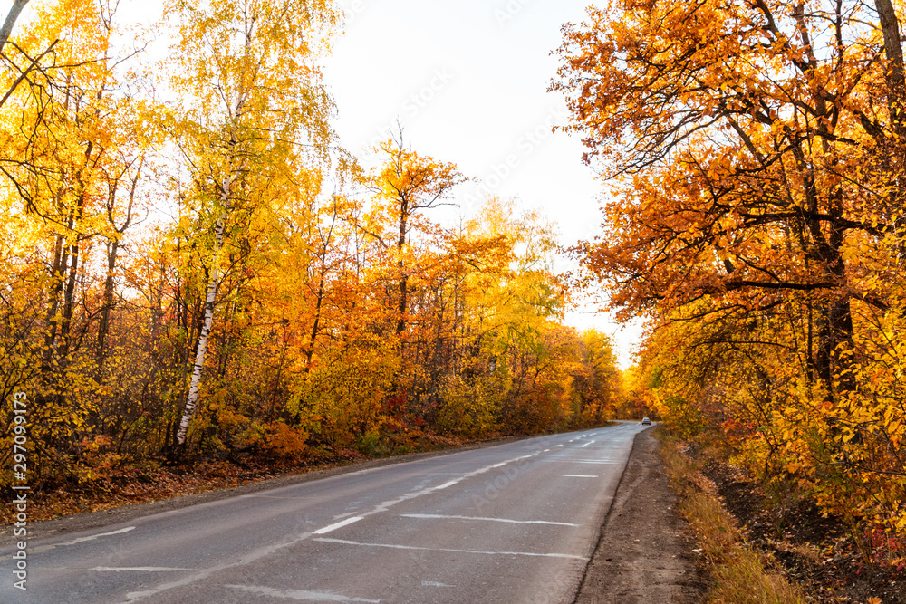 Obraz premium autumn landscape in the park in sunny weather