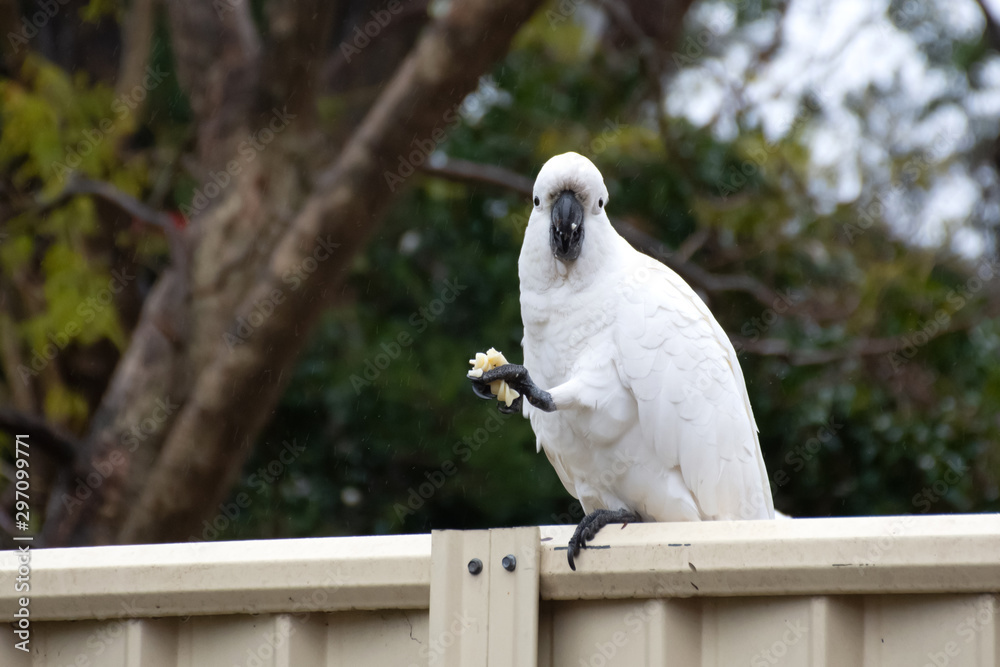 Sulphur-crested cockatoo seating on a fence on a rainy day and eating piece of pasta. Urban wildlife. Backyard visitors. Don't feed wild birds and animals. Sulphur-crested cockatoo seating on a fence on a rainy day and eating piece of pasta. Urban wildlife. Backyard visitors. Don't feed wild birds and animals.
