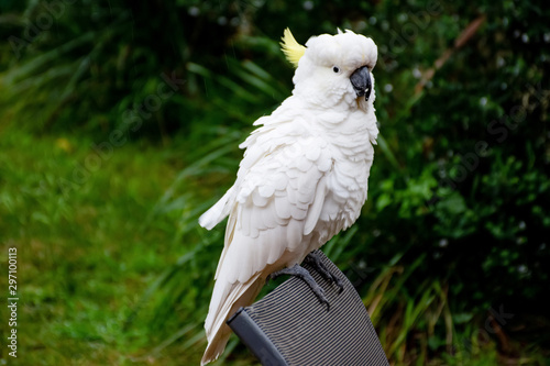 Sulphur-crested cockatoo seating on a chair. Urban wildlife. Australian backyard visitors