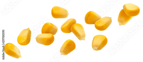 Fotografie, Tablou Falling corn seeds isolated on white background with clipping path