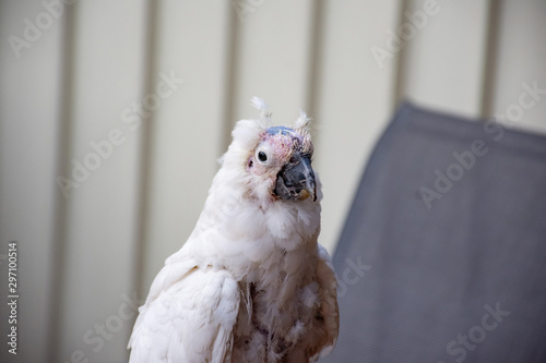 Slika na platnu Sulphur-crested cockatoo suffering from Psittacine beak and feather disease - PBFD