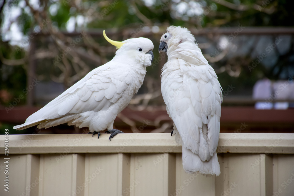 Sulphur-crested cockatoo on a fence close to another cockatoo suffering from Psittacine beak and feather disease - PBFD. Urban wildlife. Sulphur-crested cockatoo on a fence close to another cockatoo suffering from Psittacine beak and feather disease - PBFD. Urban wildlife.