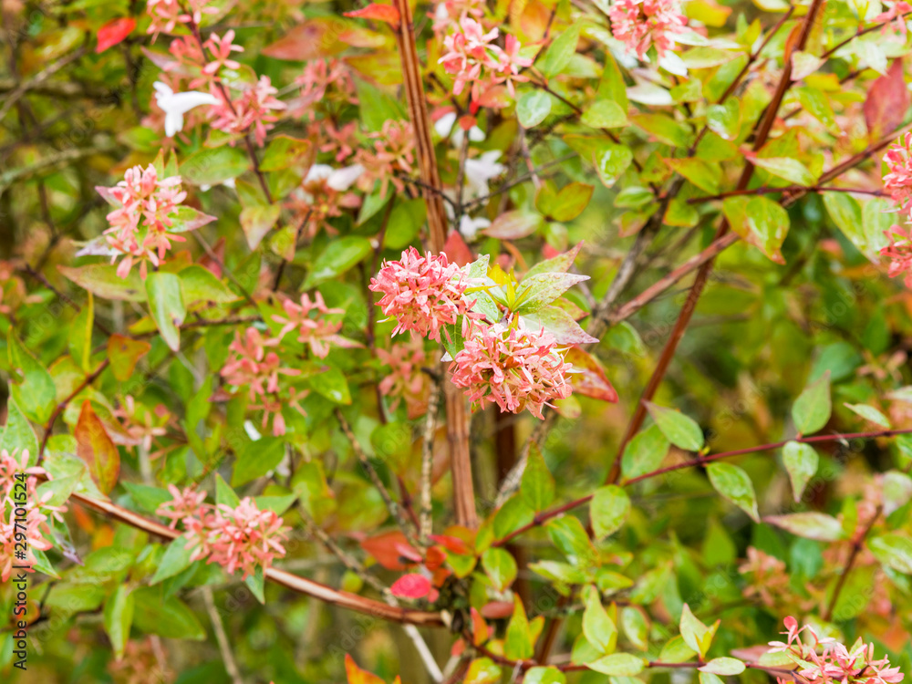 Abelia x grandiflora | Abélia à grandes fleurs blanc rosé, aux bractées roussâtres, rameaux rouge cuivré et arqués, au feuillage vert et lavé de rose brillant en fin d'été Abelia x grandiflora | Abélia à grandes fleurs blanc rosé, aux bractées roussâtres, rameaux rouge cuivré et arqués, au feuillage vert et lavé de rose brillant en fin d'été