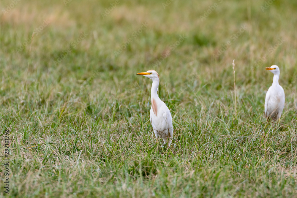 Fototapeta premium Great egret-Grande Aigrette (Ardea alba)