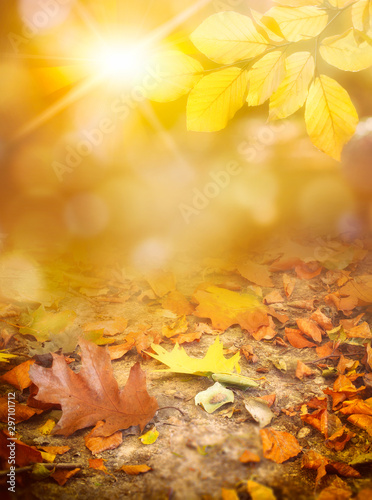 Abstract sunny autumn background with fallen yellow leaves and rays