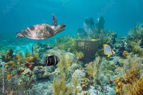 Caribbean coral reef underwater with a green sea turtle and tropical fish, Martinique, Lesser Antilles photo