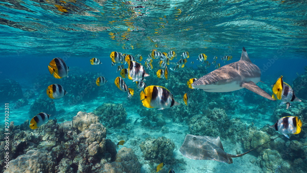 Shoal of colorful tropical fish with a shark and a stingray underwater, Pacific ocean, French Polynesia