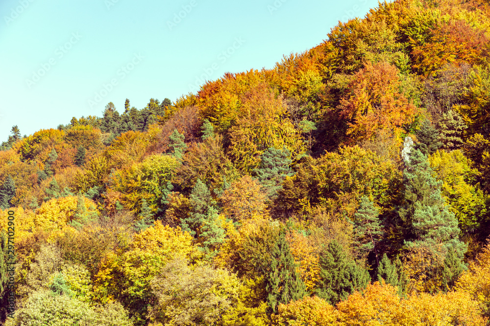 European forest in autumn colors / landscape