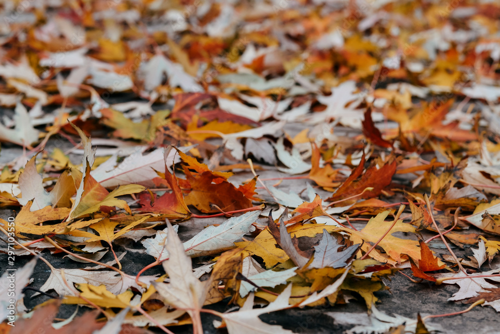 Obraz premium scattered autumn colorful leaves in warm colors