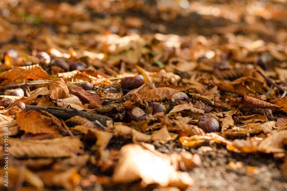 Autumn leaves and chestnuts on the ground. Close up. Beautiful yellow, orange and brown autumn leaves of a maple tree and a chestnut tree are covering the ground of a meadow. Autumn leaves and chestnuts on the ground. Close up. Beautiful yellow, orange and brown autumn leaves of a maple tree and a chestnut tree are covering the ground of a meadow.