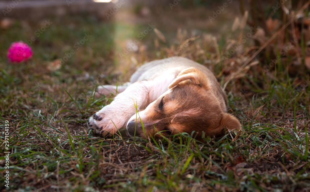 puppy sleeps on the grass puppy sleeps on the grass