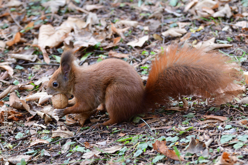 Eurasian red  Squirrel shells and eats nuts in the autumn leaf