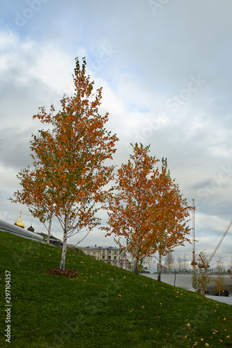 Two birch trees with yellowed autumn leaves stand on a slope in a city park.